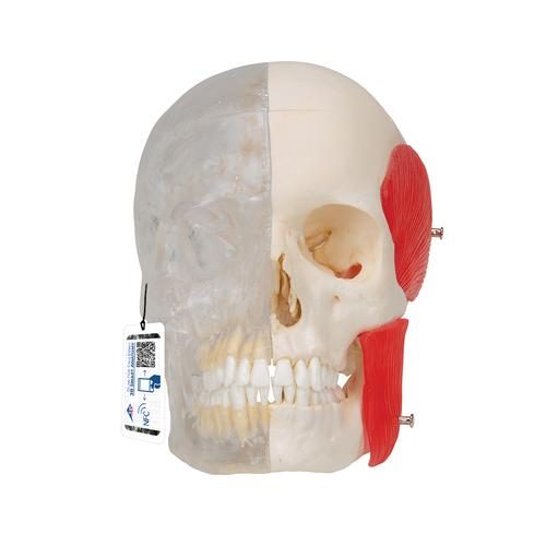 BONElike menneskelig kraniemodel halvt transparent & halvt knoglelignende 8 dele