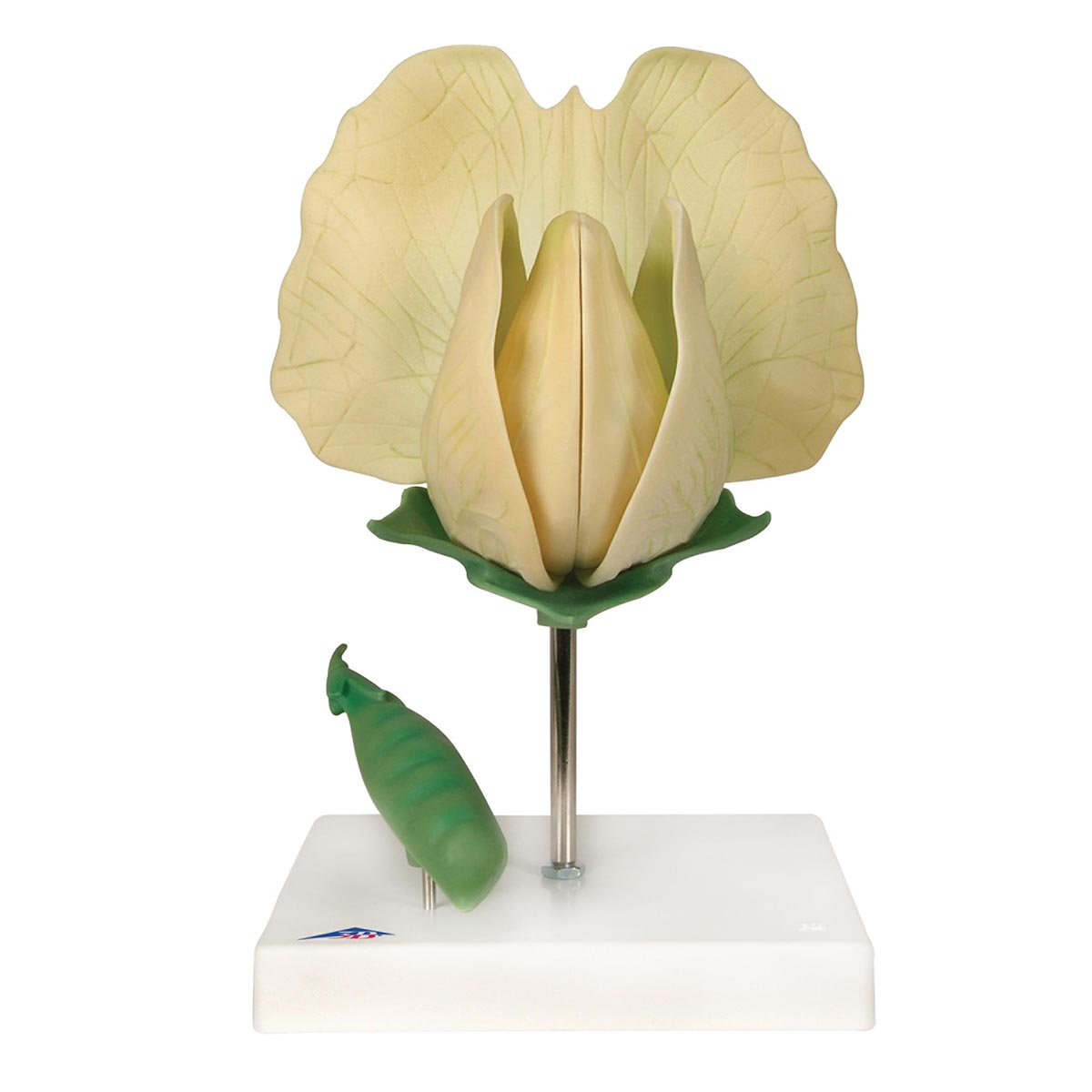 Ærteblomst (Pisum sativum) model