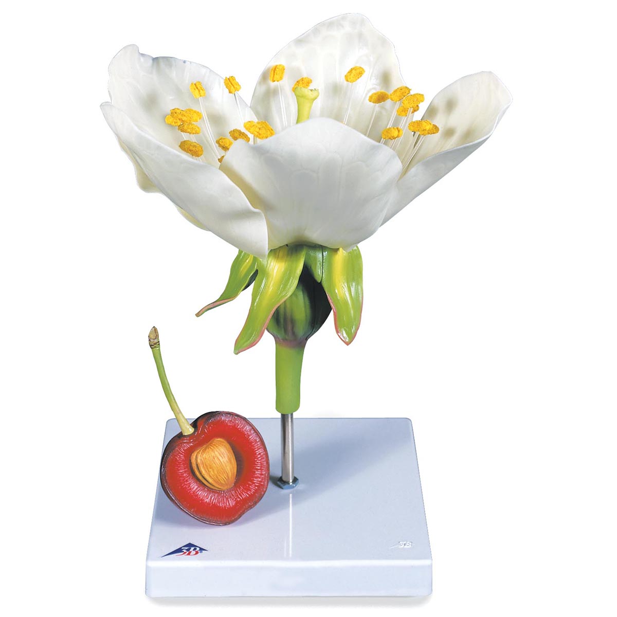Modell för körsbärsblomma med frukt (Prunus avium)