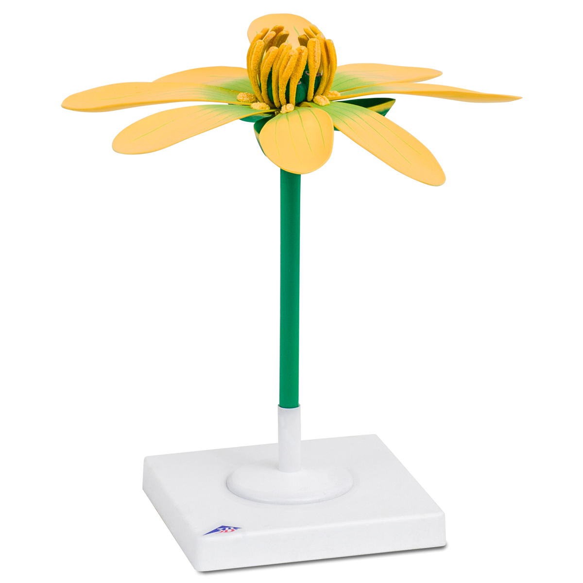 Blomst af liden skælmos Ficaria verna model