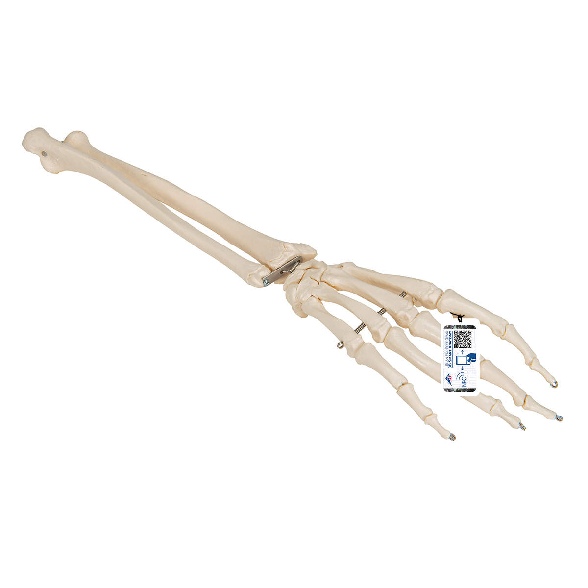 Mänsklig handskelettmodell med armbågsben och strålben, ståltrådsmonterad – 3B Smart Anatomy