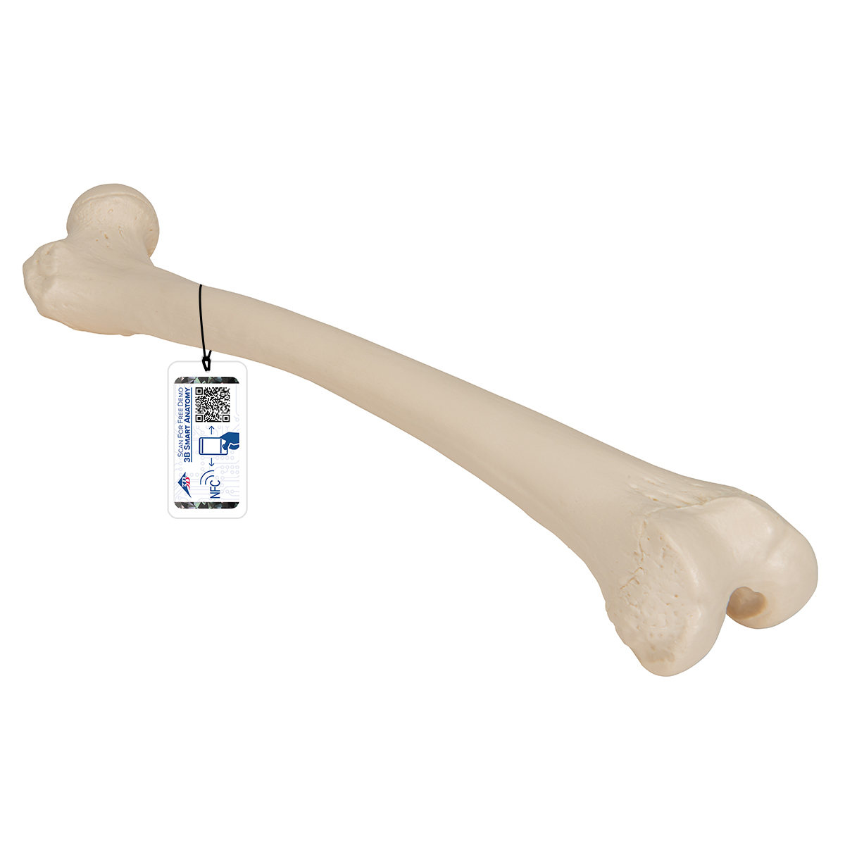 Mänsklig lårbensmodell – 3B Smart Anatomy