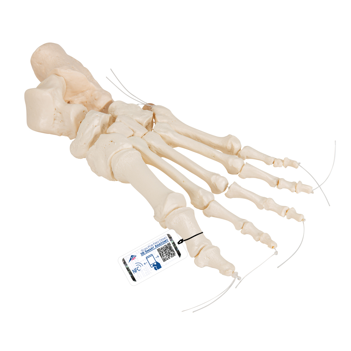 Mänskligt fotskelett, löst trätt med nylonsträng – 3B Smart Anatomy