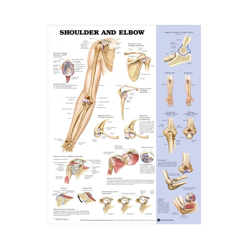 Anatomische Lehrtafel Schulter und Ellbogen 50x67cm
