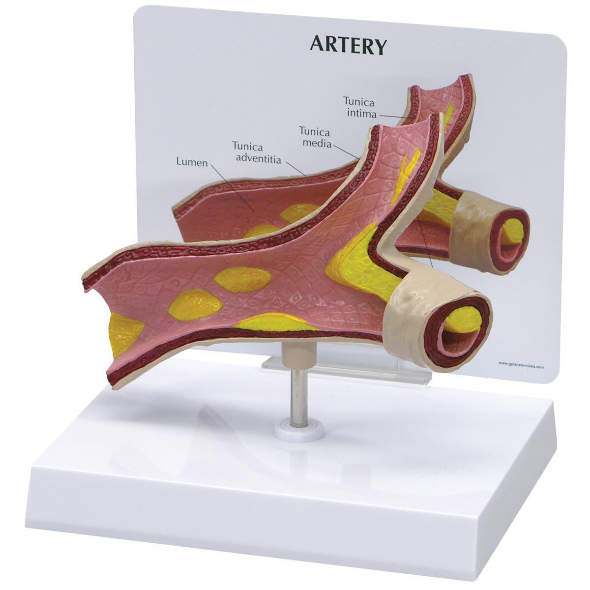 Arterienmodell