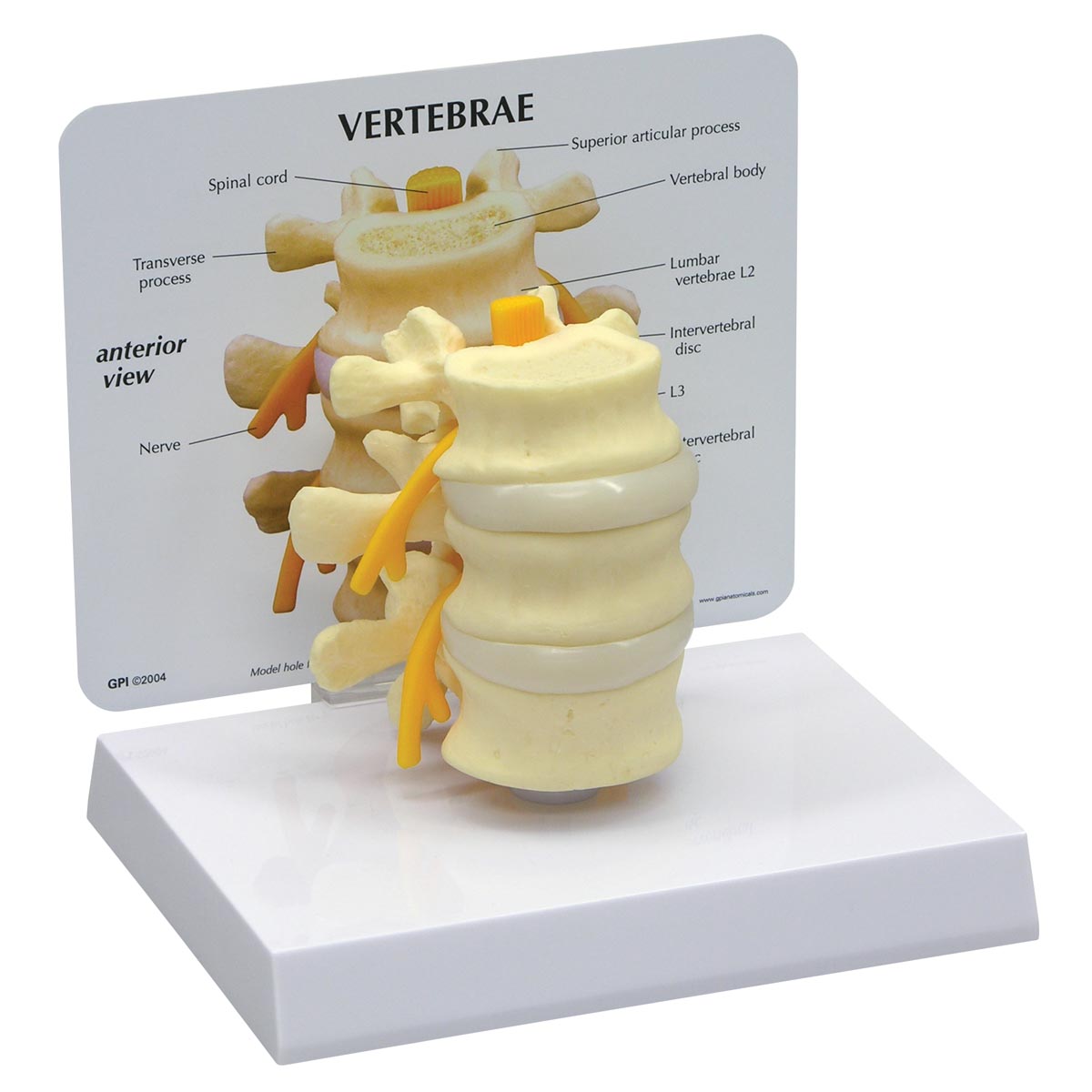 Anatomisches Wirbelsäulenmodell