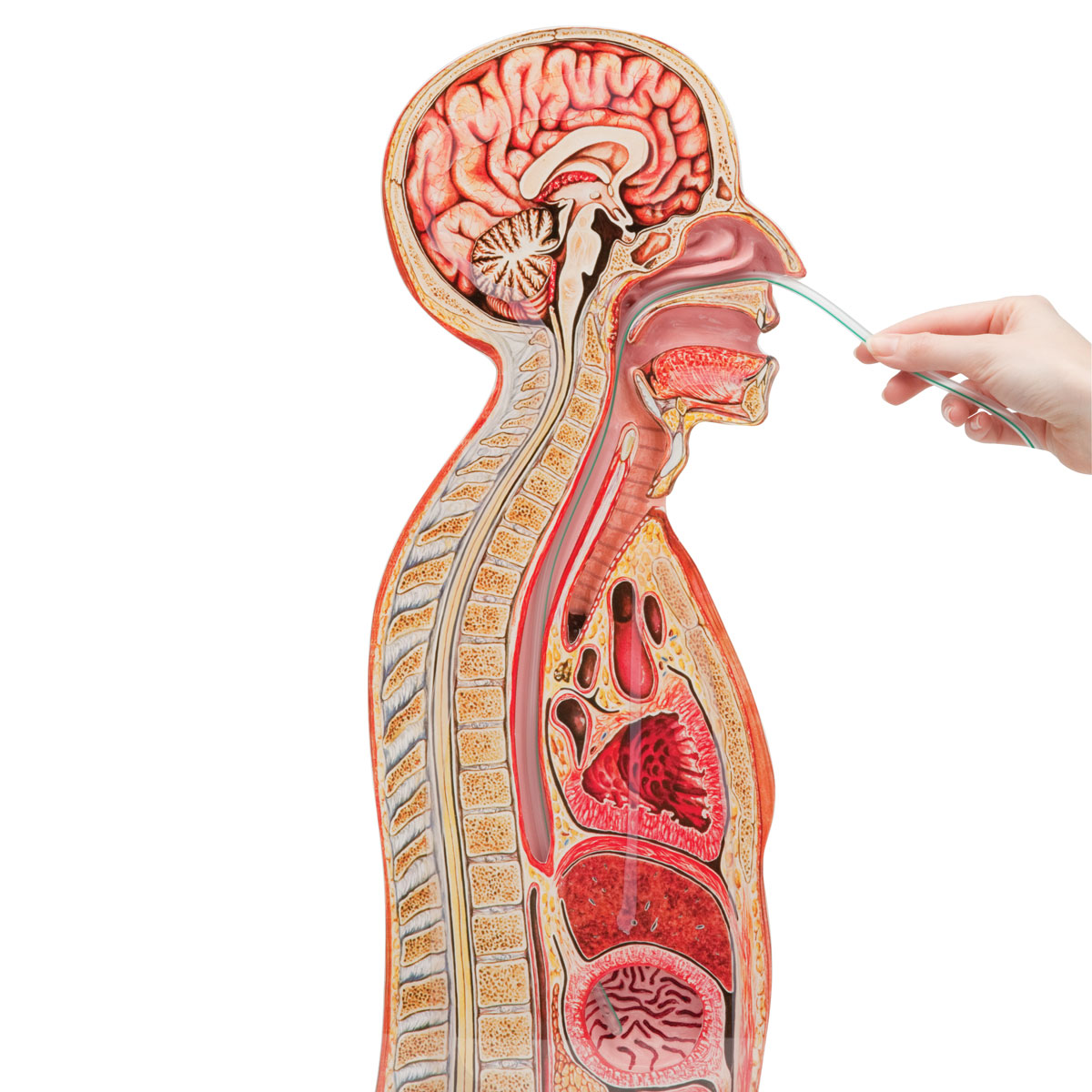 Nasogastrisk intuberingsmodell