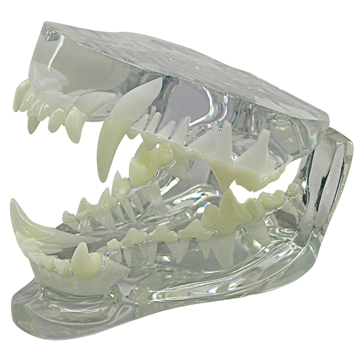 Canine Jaw Model-Clear