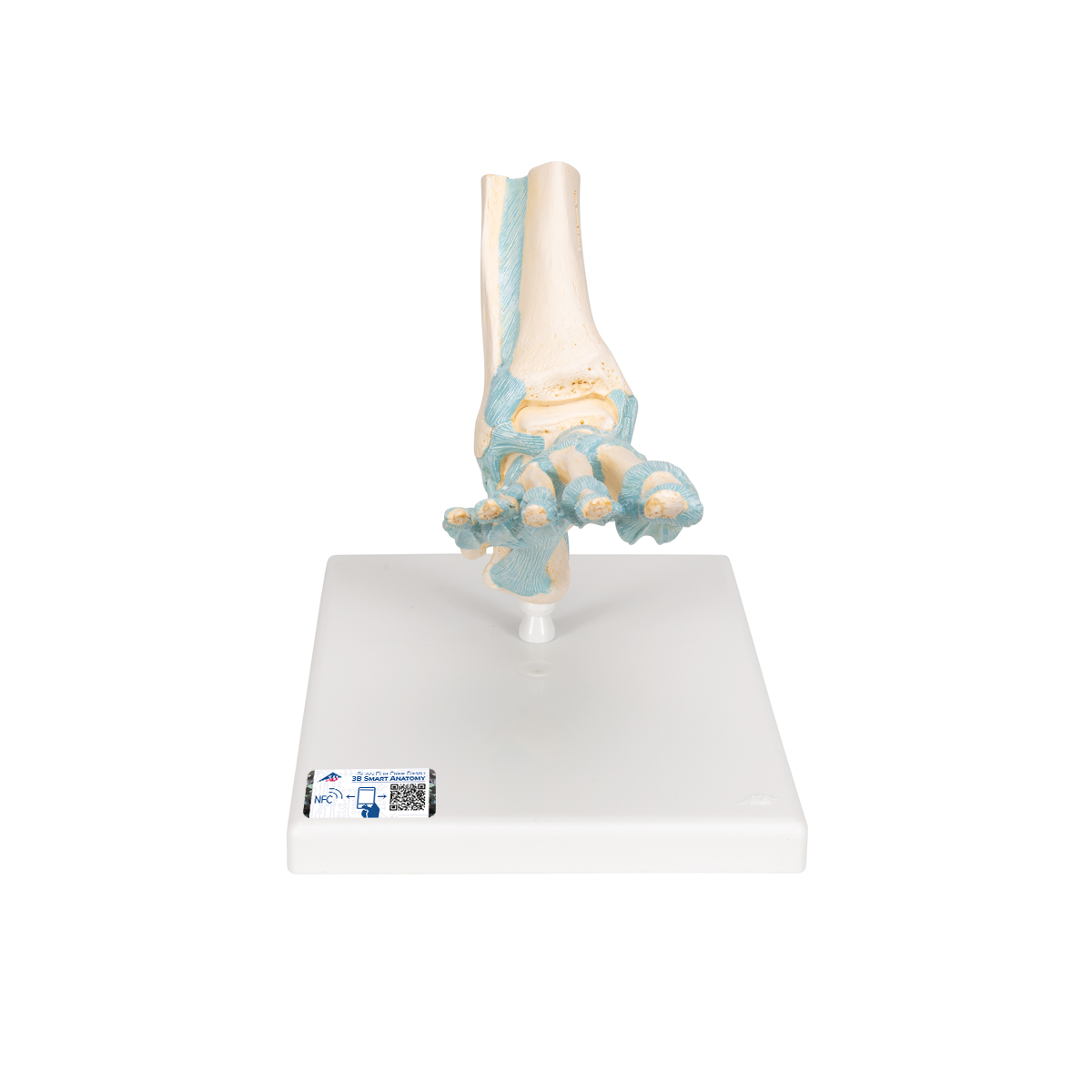 Fotskelett med ligament