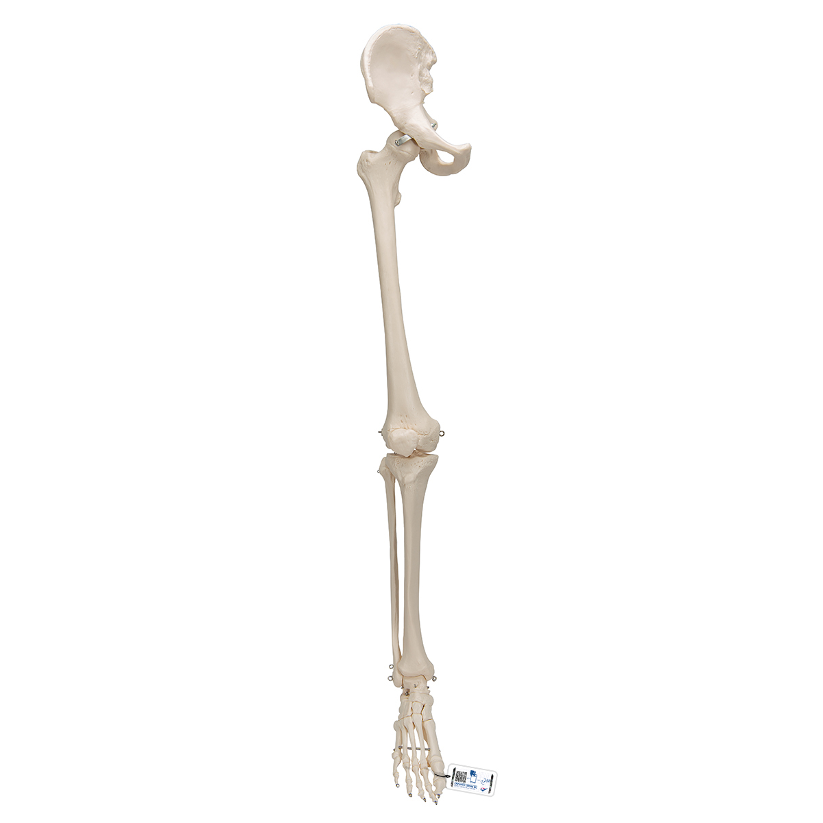 Beinskelett mit Hüfte